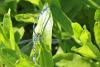 Coenagrion mercuriale